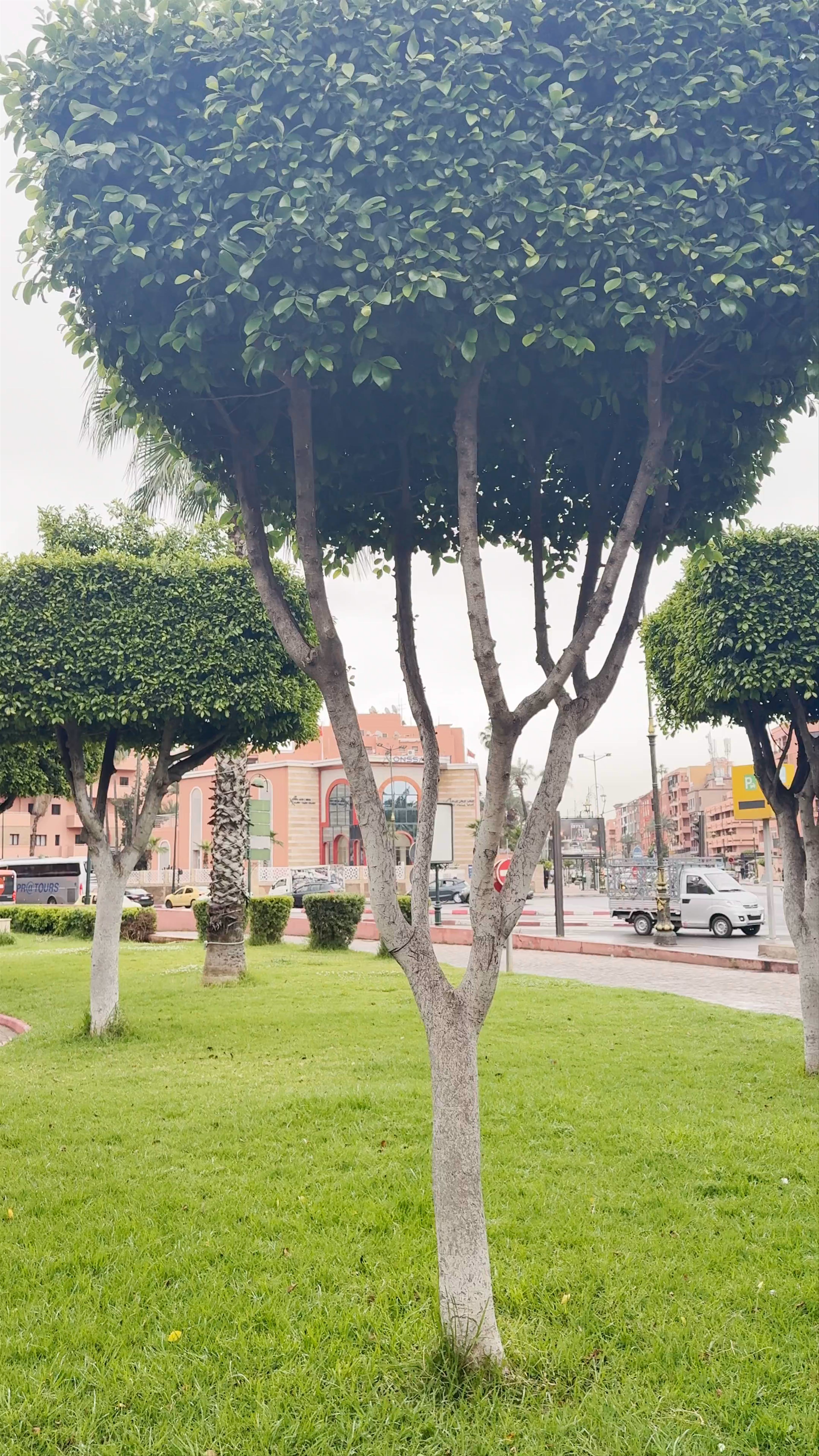 Plaza Guéliz