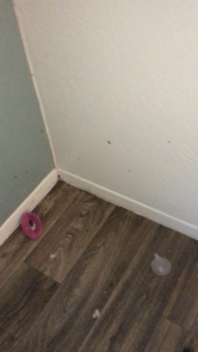 University Pointe - Roach infested apartment - Apartments Near Me - Tempe, Arizona