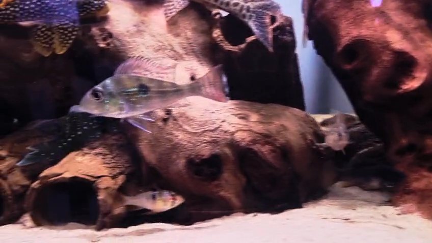 Geophagus sveni