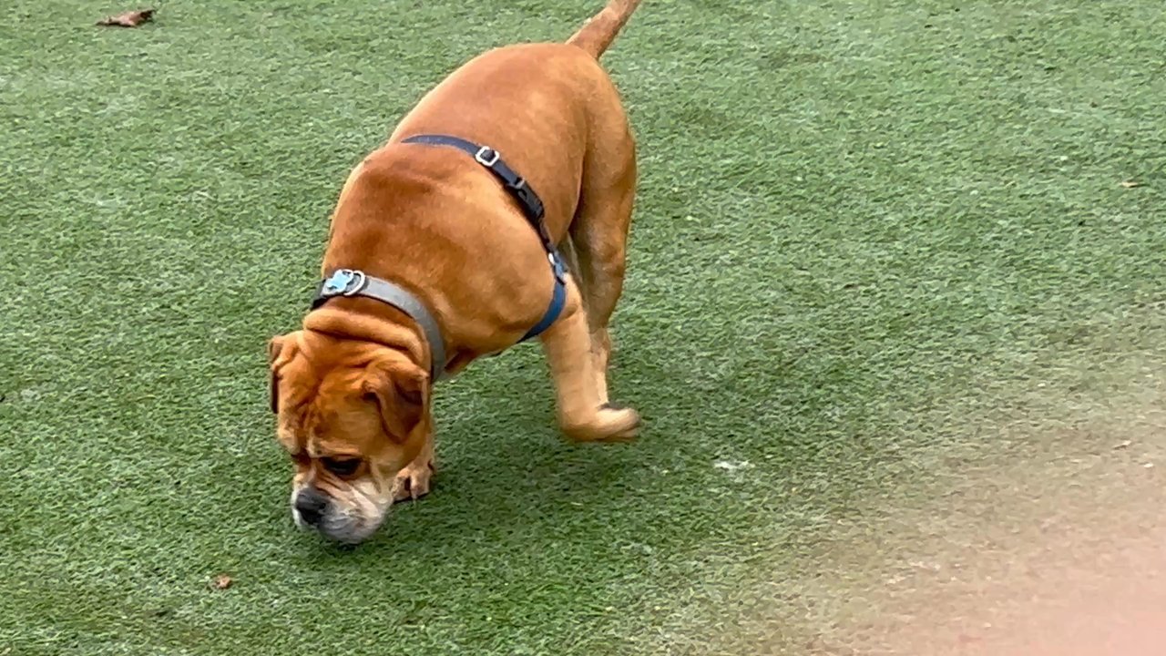 Dr. Butchko - Patient "TACO" - Veterinarians Near Me - Riverside, California