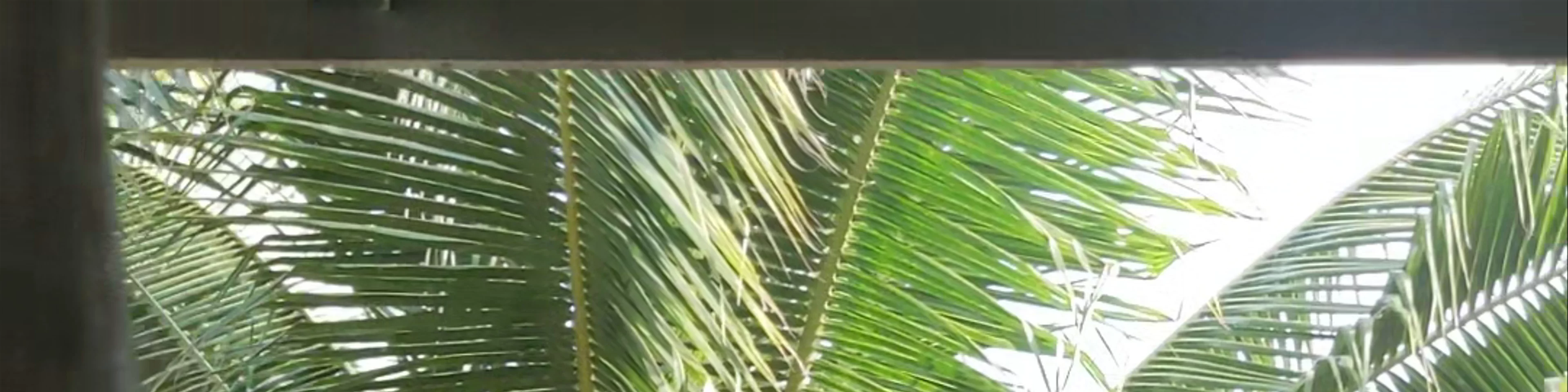 Baan Suan Coconut เกาะยาว Ko Yao Noi