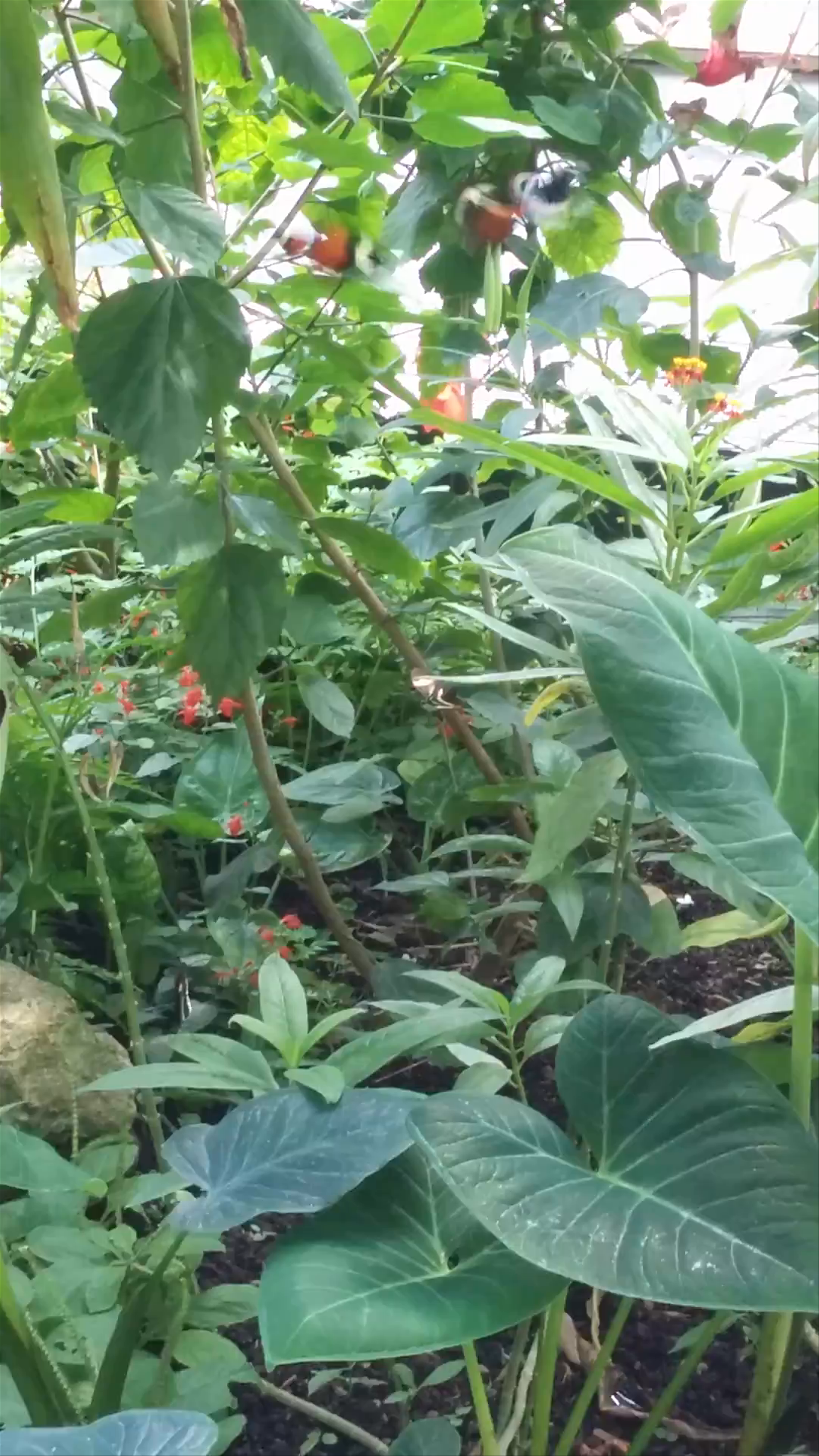 Discovering Nature’s Oasis at Houston Museum of Natural Science Butterfly Center