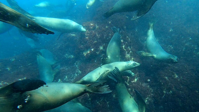 Sea Lion Colony poster