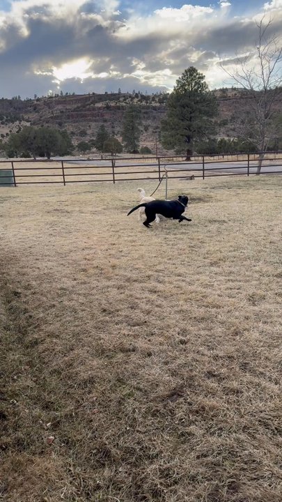 X Diamond Ranch - Mojo makes a ranch dog boyfriend. It was love at first sight. - Venues & Event Spaces Near Me - Eagar, Arizona