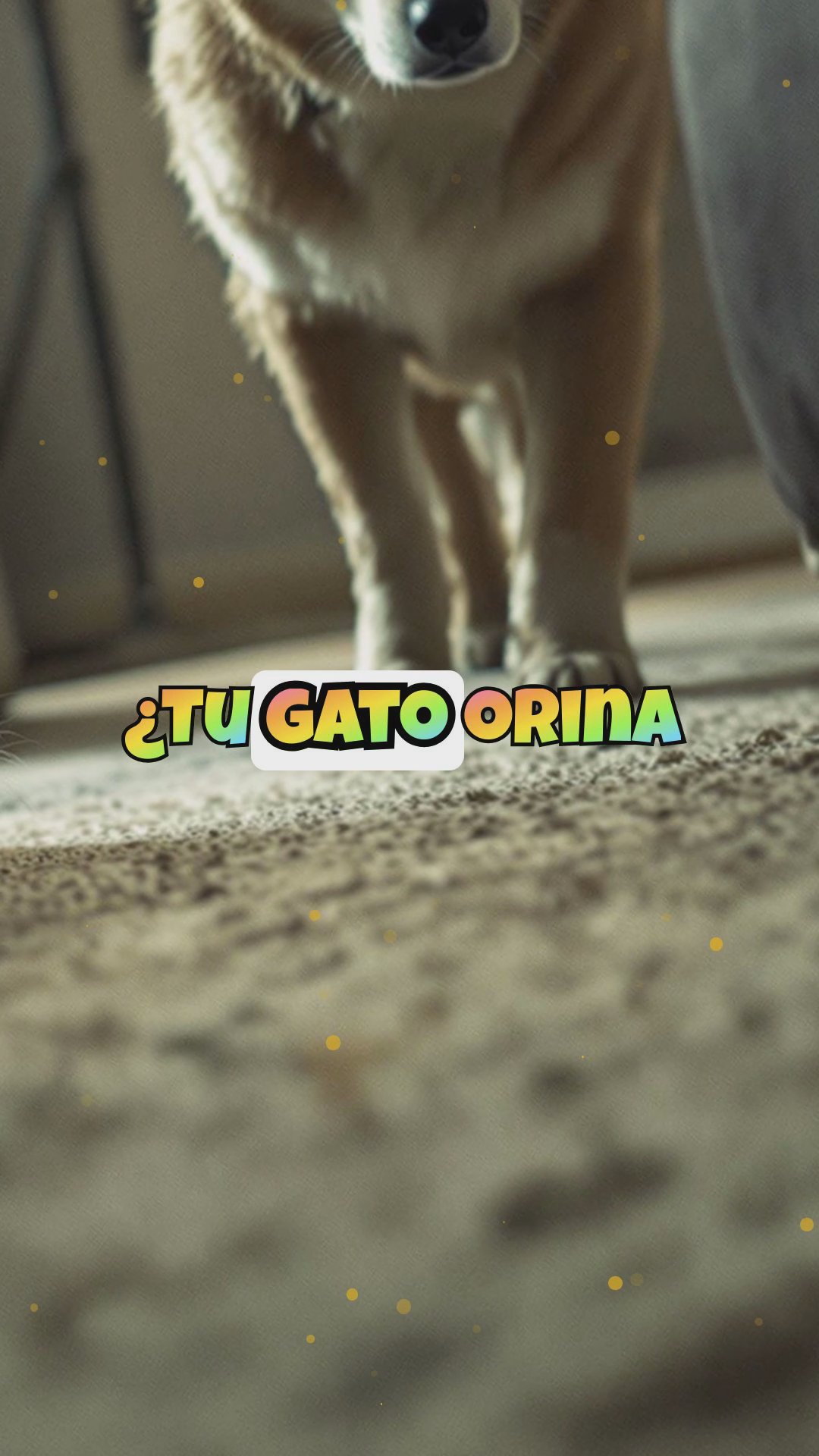 ¿Tu gato tiene problemas urinarios? Podría ser culpa del perro