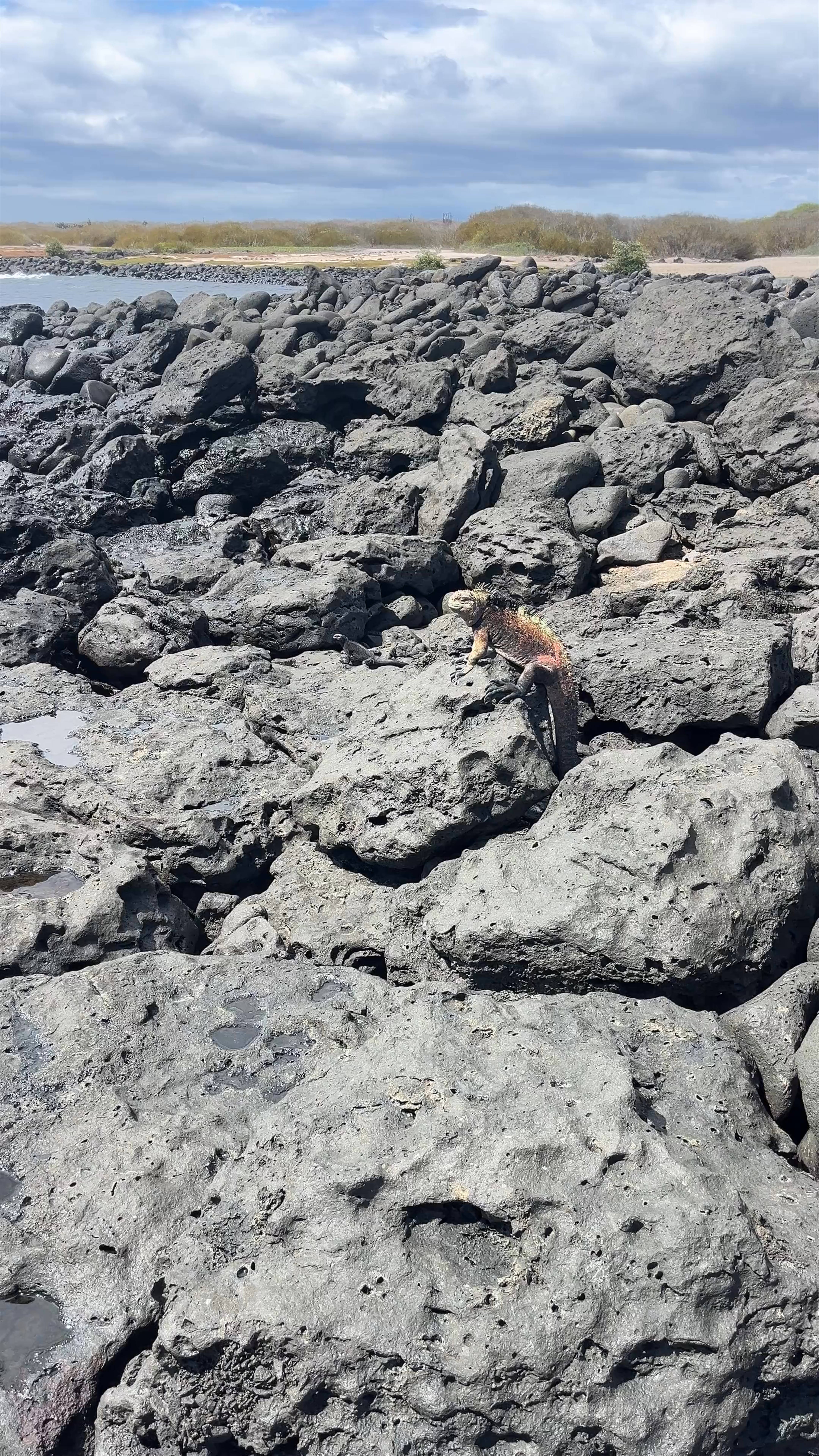Discover the Wild Beauty of Acantilado La Loberia, Galápagos Islands
