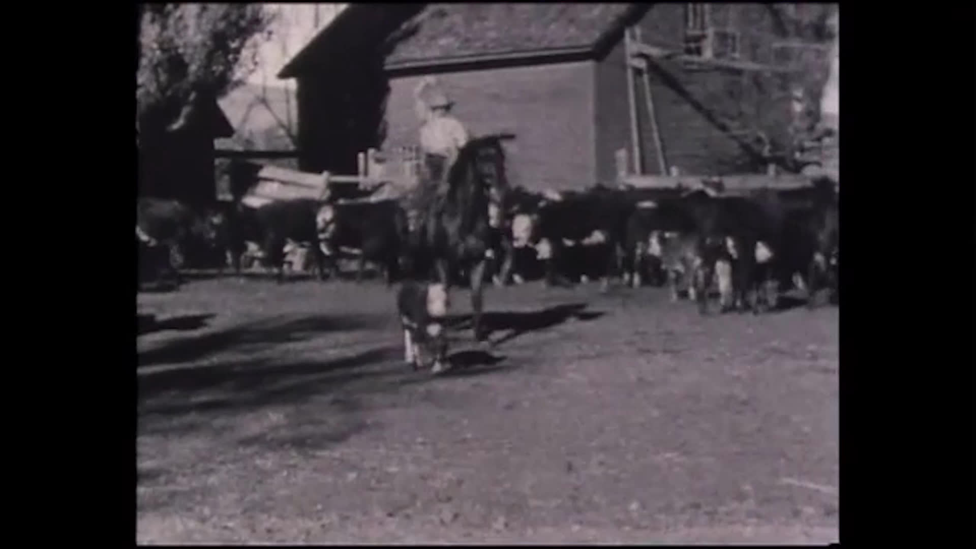 A woman remembered as a skilled jockey rides alongside cattle in a ranch corral, working on horseback. Archival portraits and riding scenes evoke her life at brandings, fairs, and rodeos.