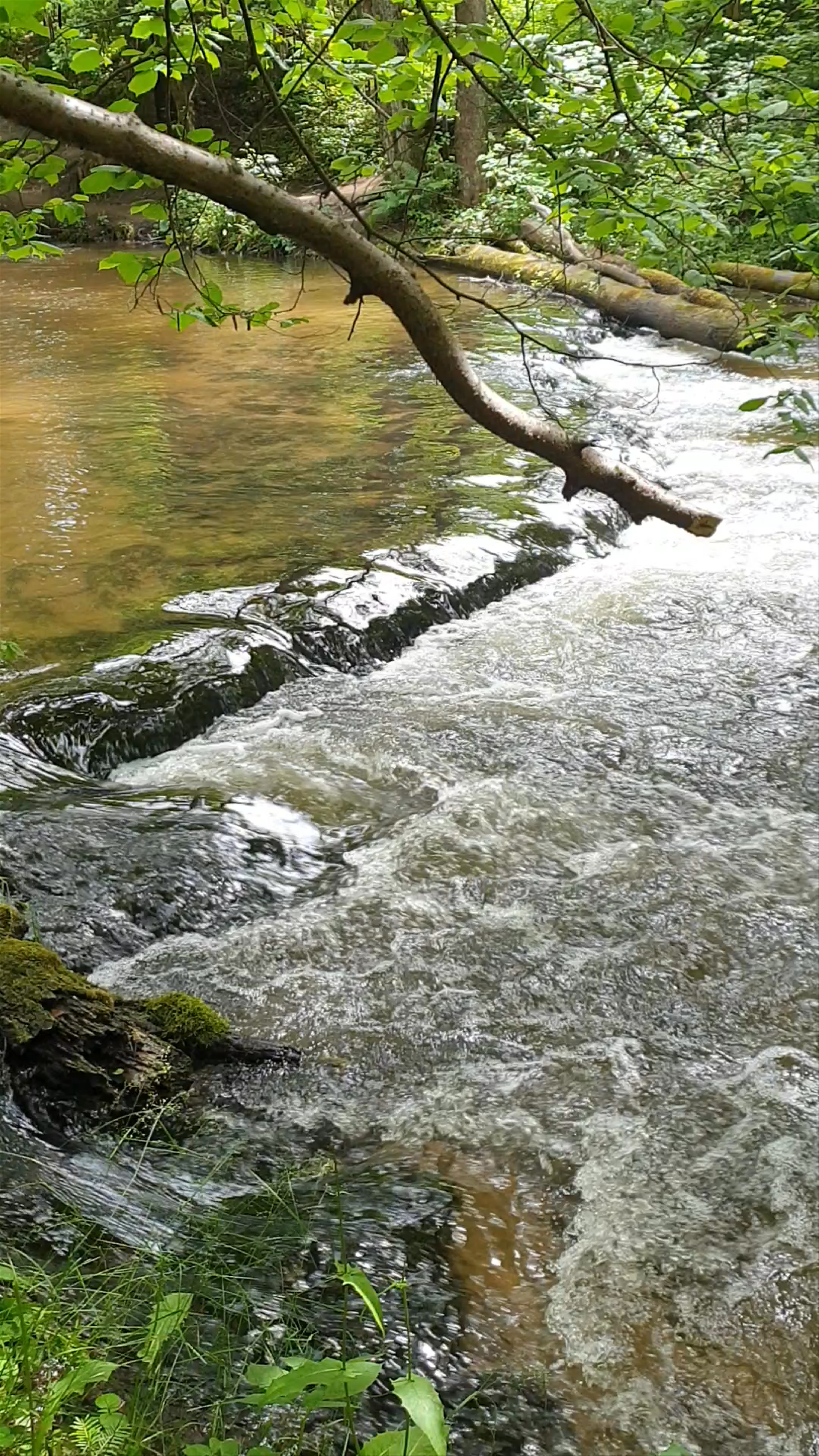 Rezerwat przyrody Nad Tanwią