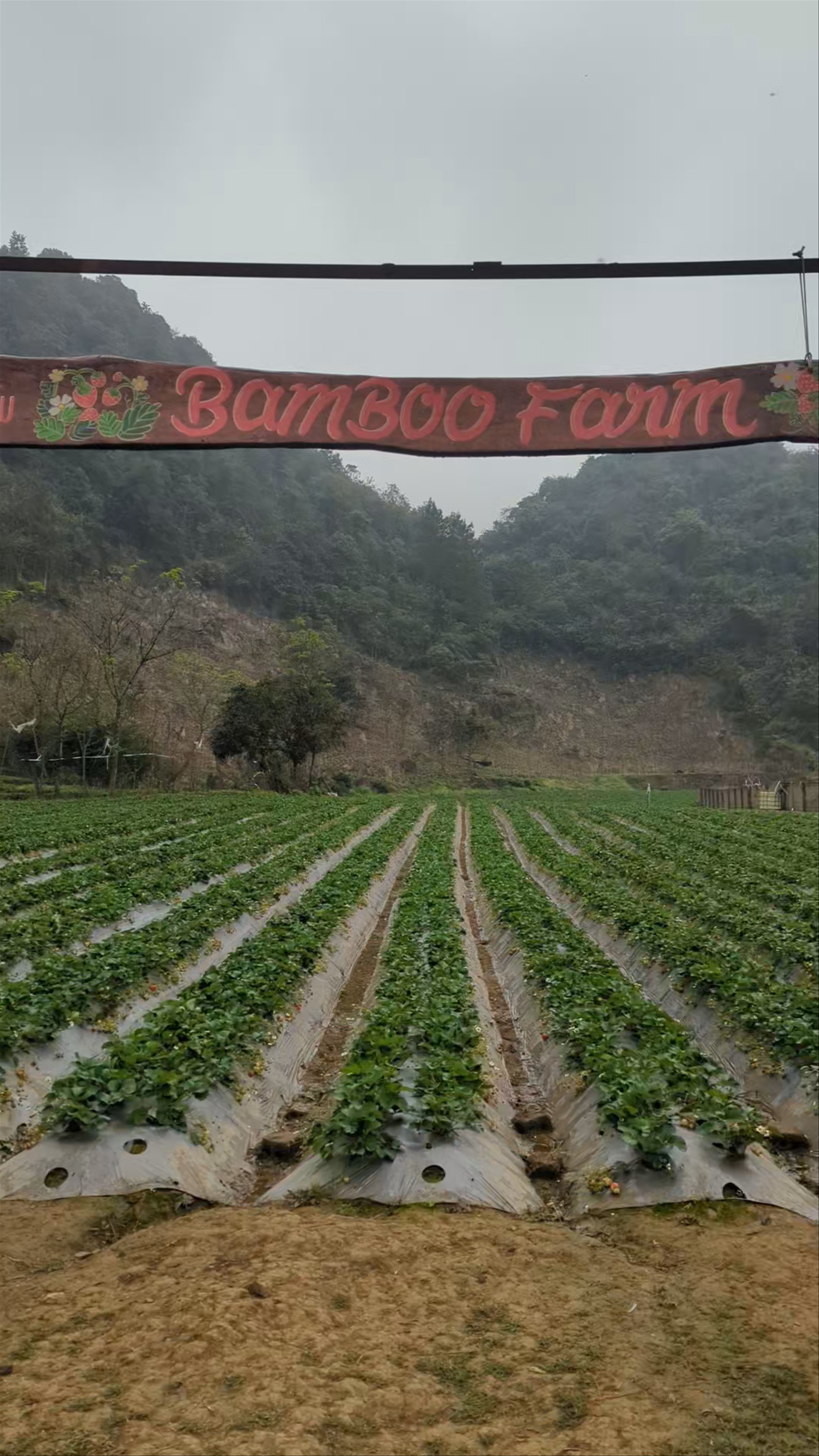 Vườn dâu Bamboo Strawberry Farm