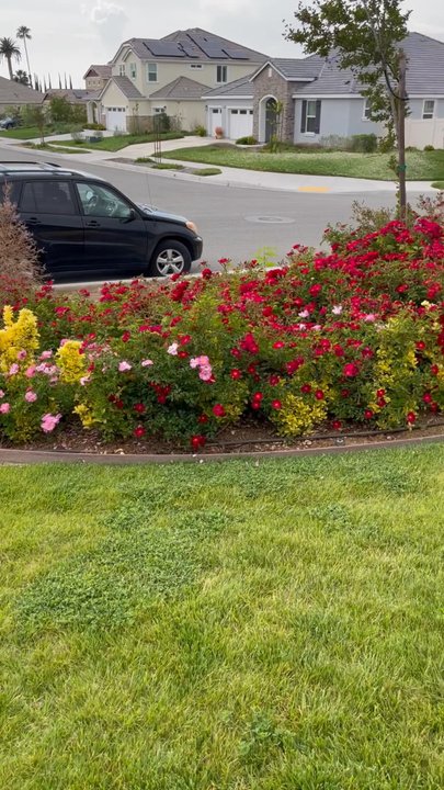 Jurupa Nursery - Here is the rest of our landscape to show how our garden looks. - Nurseries & Gardening Near Me - Yucaipa, California