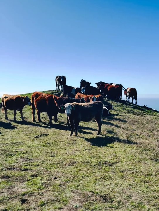 Jenner Headlands Preserve - Cows - Hiking Near Me - Jenner, California