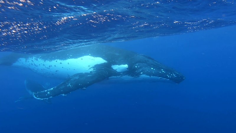 Humpback Whale Mother and Calf poster