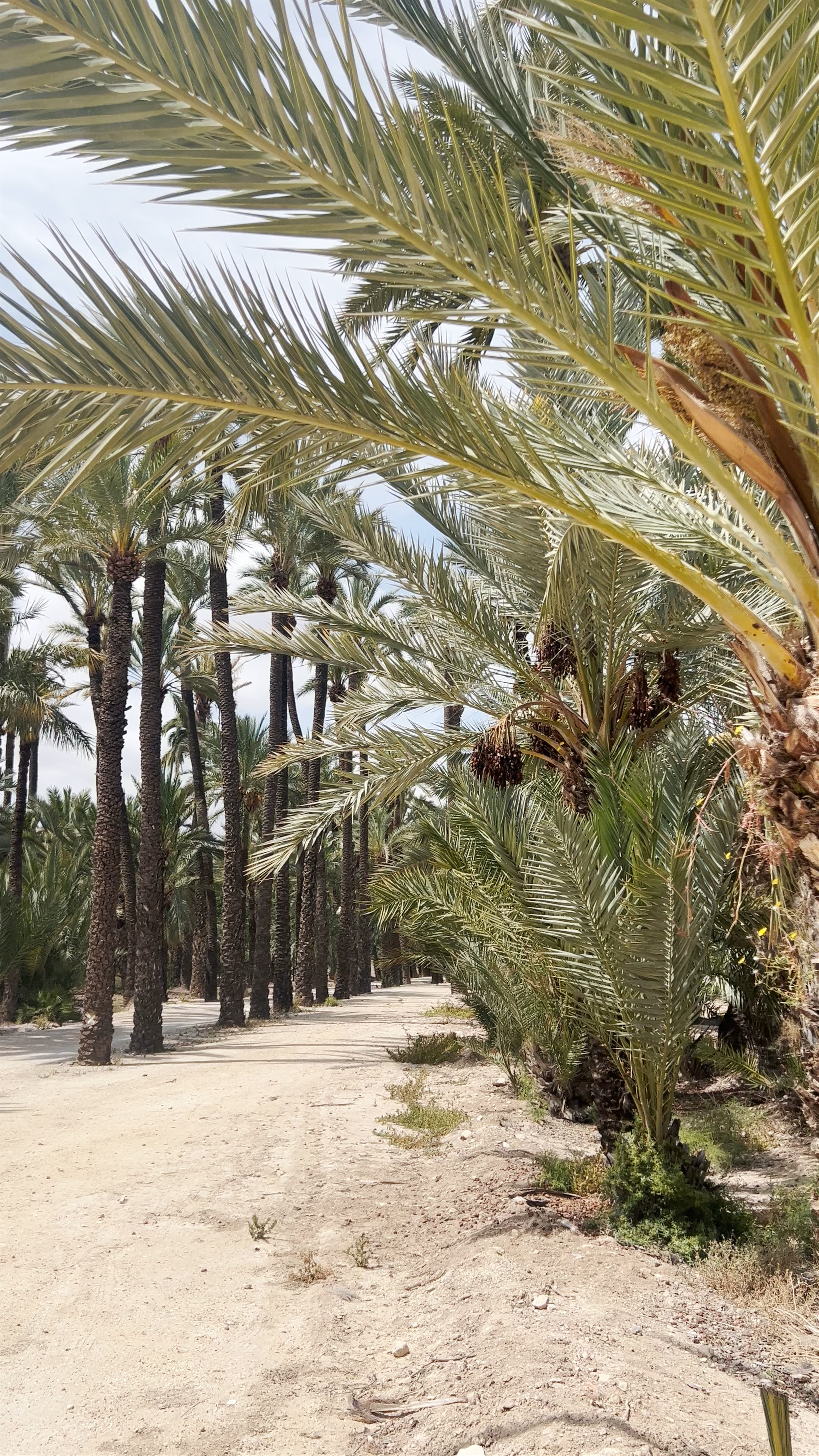 Exploring Torre de Vaillo and the Historic Palm Grove in Elche