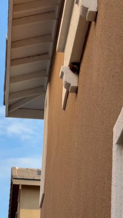 We Do Creepy - Wasps nest - Pest Control Near Me - Escondido, California