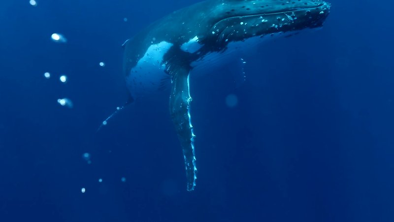 Humpback Whale Calf poster