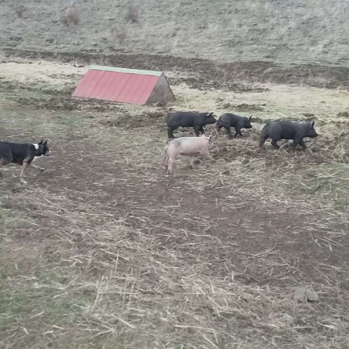 7U Ranch - Seth Allen keeps manners on these guys to keep things stress free! - Meat Shops Near Me - Lucile, Idaho