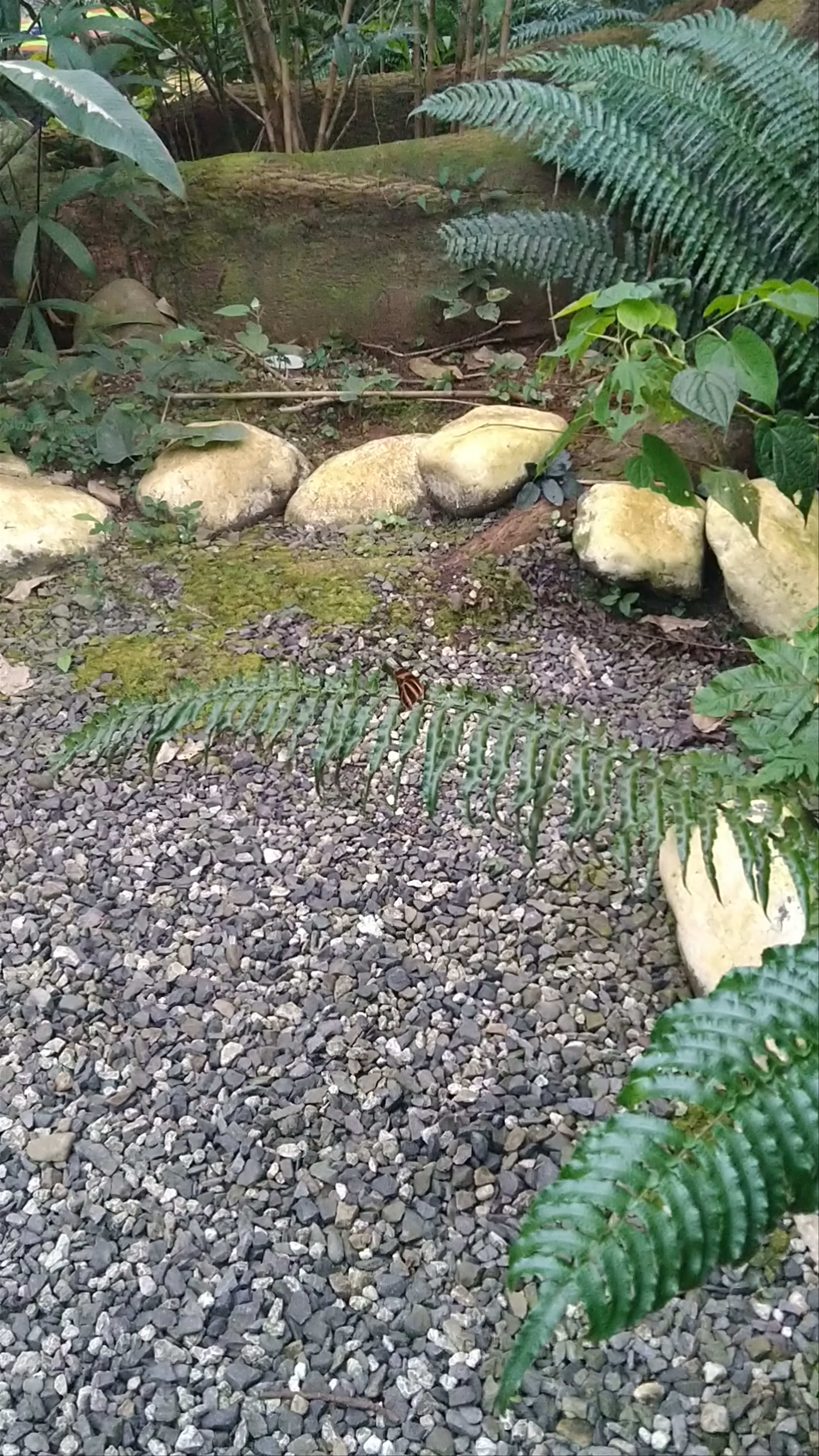 Gamboa Rainforest Resort Butterfly Garden and Frog Exibit