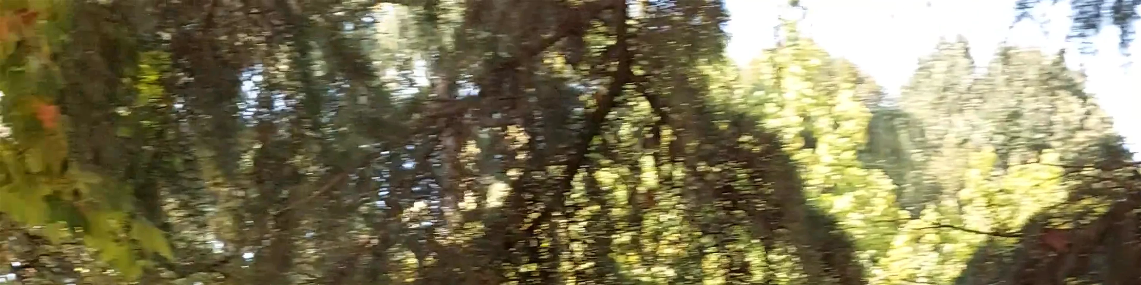 Jardins do Palácio de Cristal