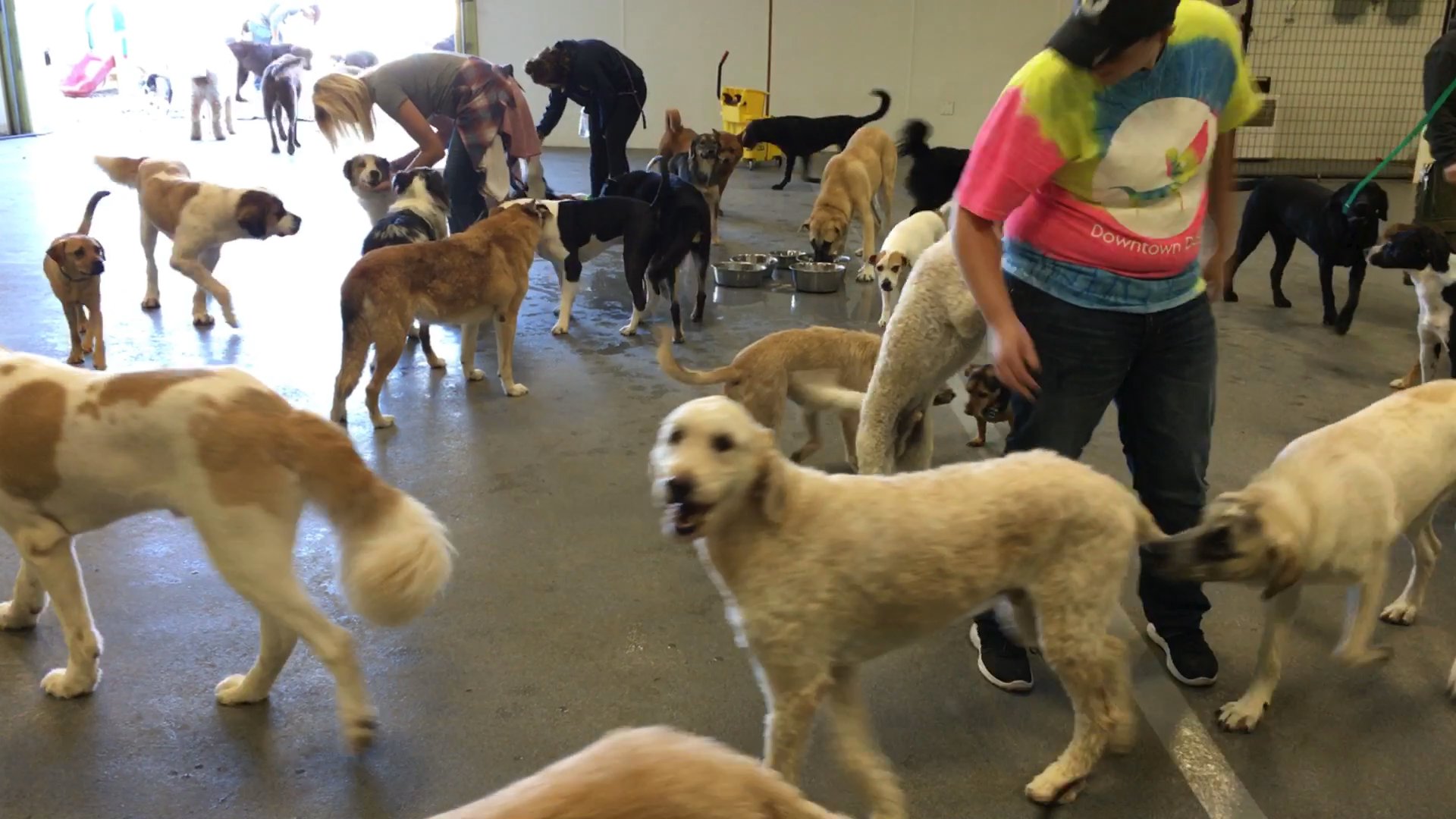 Dogtopia Dog Daycare Downtown Best Downtown Doggie Daycare Shop