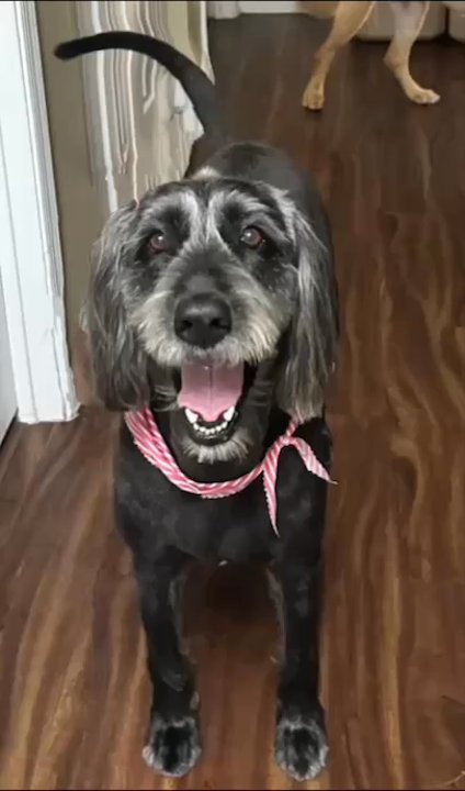 Backwoods Feed - Cassie freshly groomed - Pet Groomers Near Me - Ave Maria, Florida