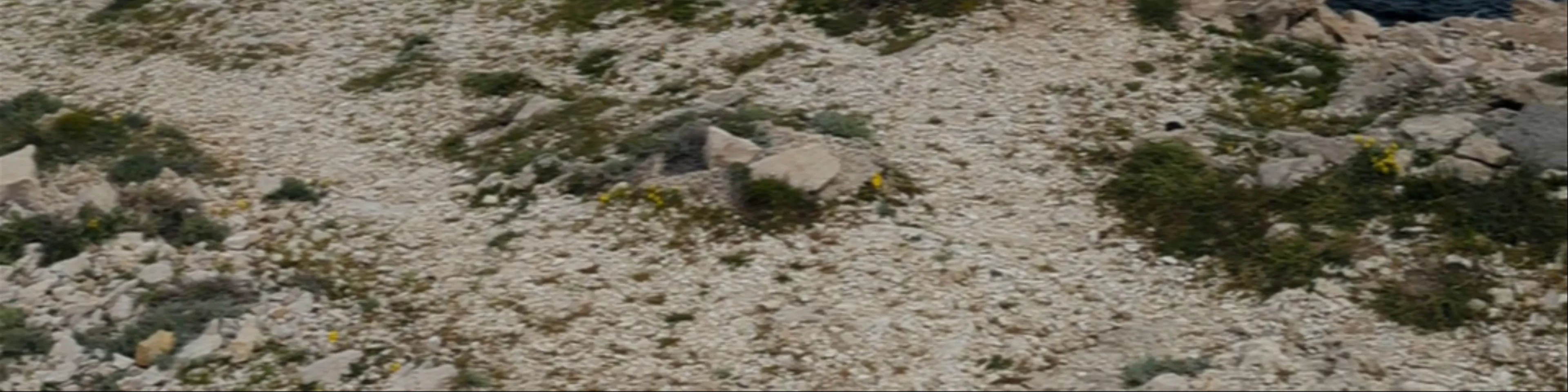 Paški most