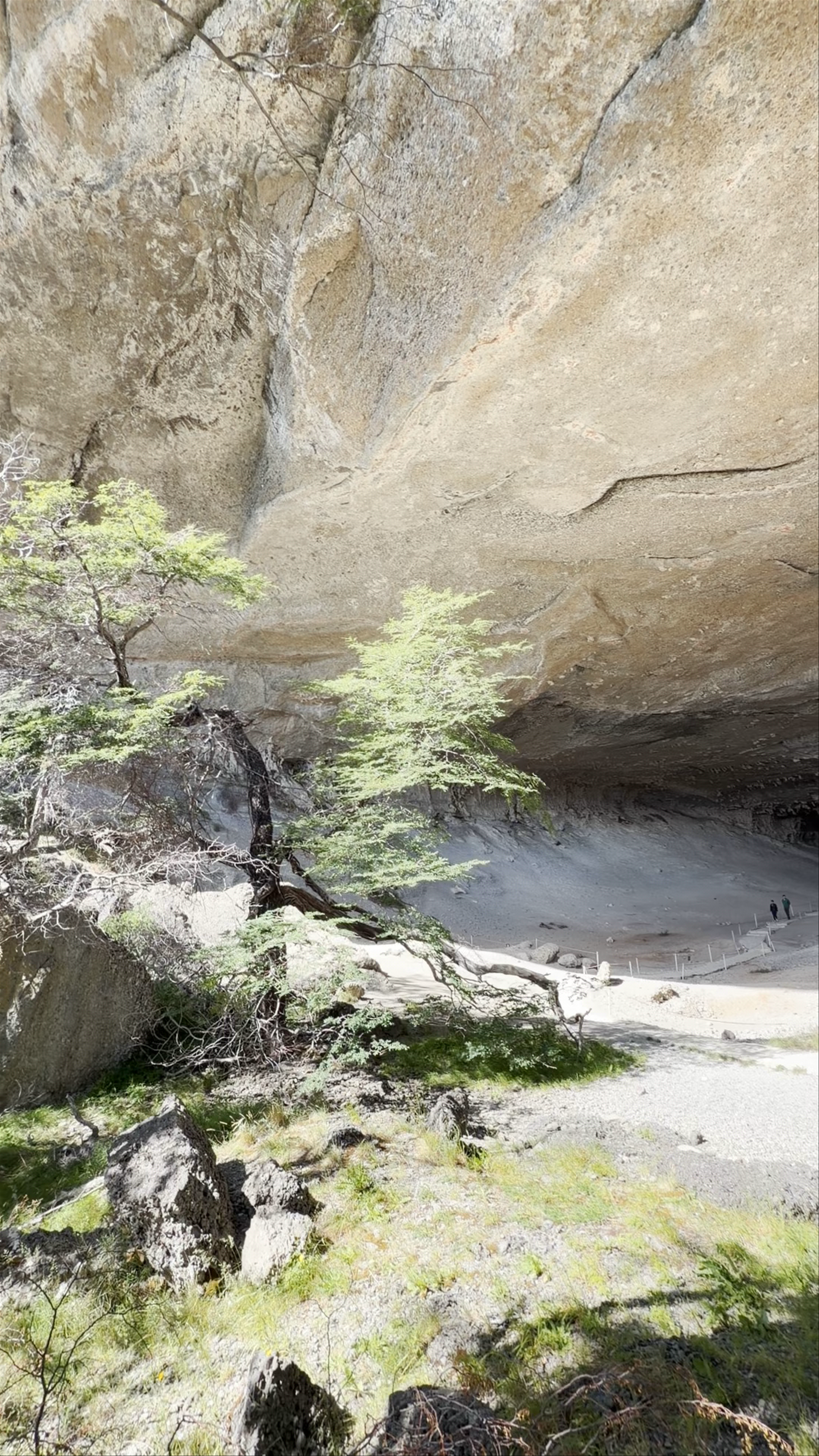 Cueva del Milodón - Y-290