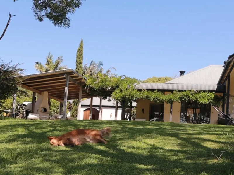 Royal Canin - 3 Reasons