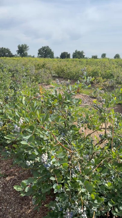 VanderHelm Farms - Video of the rows of blueberries in the farm - Farms Near Me - Modesto, California