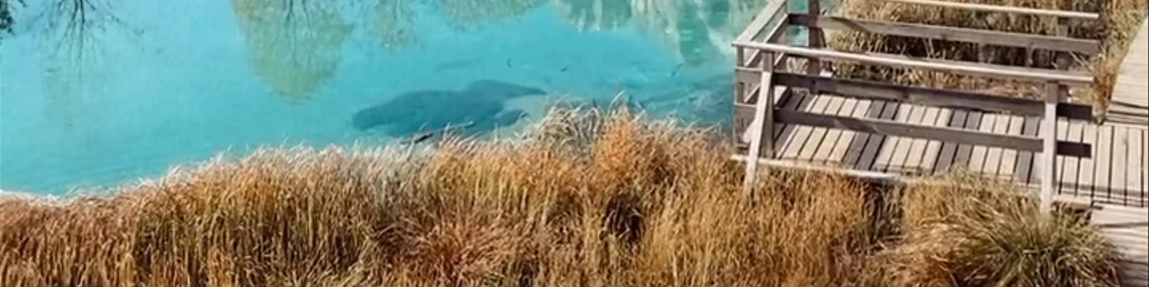 Zelenci Nature Reserve