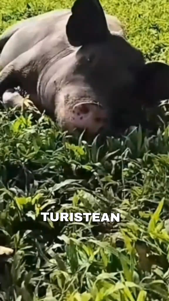 Vídeo UGC 2 de JOSS