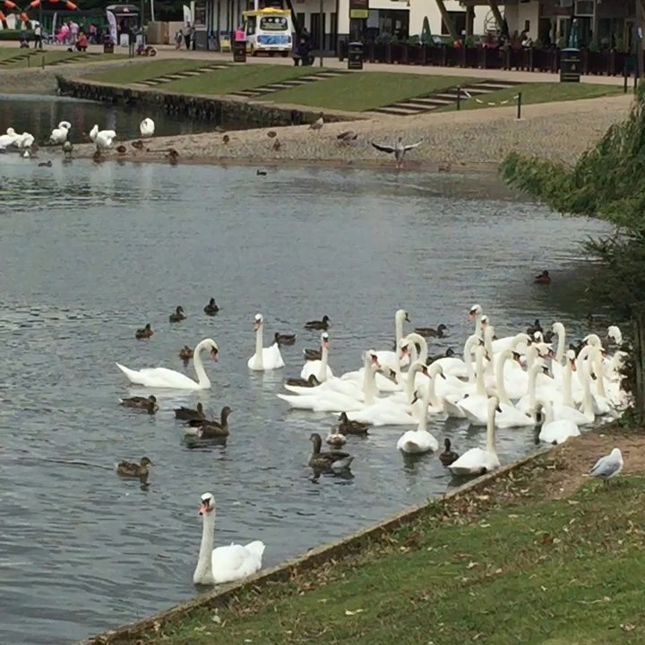 Willen Lake - Amazing view - Lakes Near Me - Milton Keynes, MIK