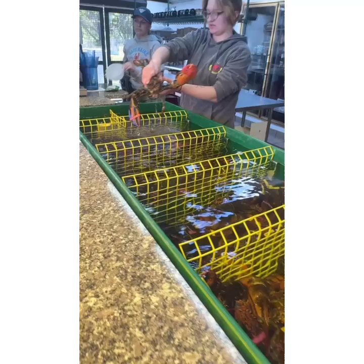 Thurston's Lobster Pound - Picking our lobsters | #intenselypassionatephotography - Seafood Near Me - Bernard, Maine