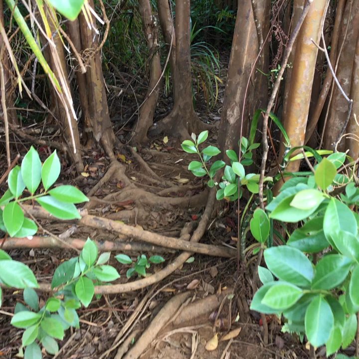 Kuilau Ridge Trail - Kuilau Ridge Trail - Hiking Near Me - Kapaa, Hawaii