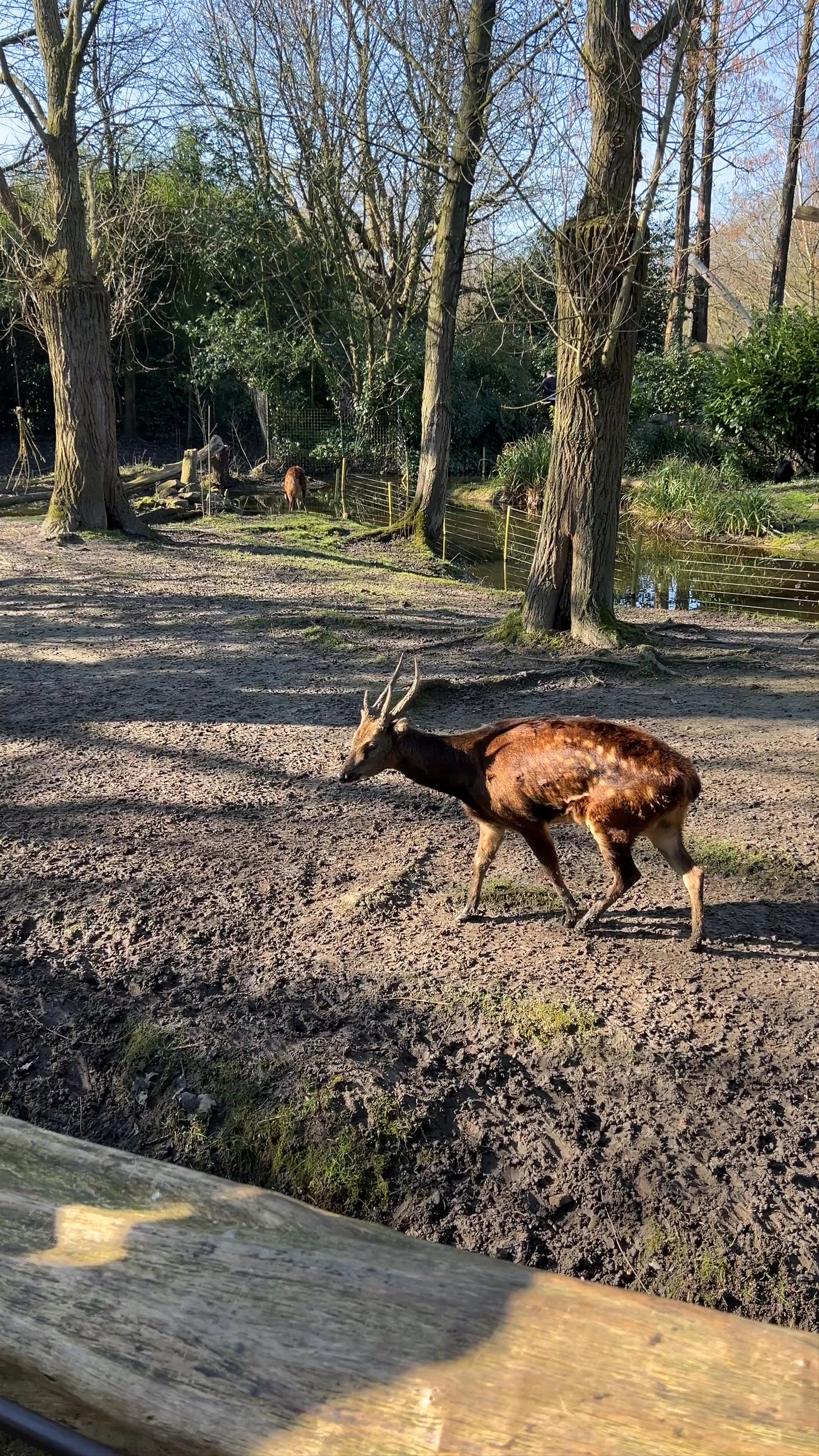 Discover Wildlife Wonders at Rotterdam Zoo