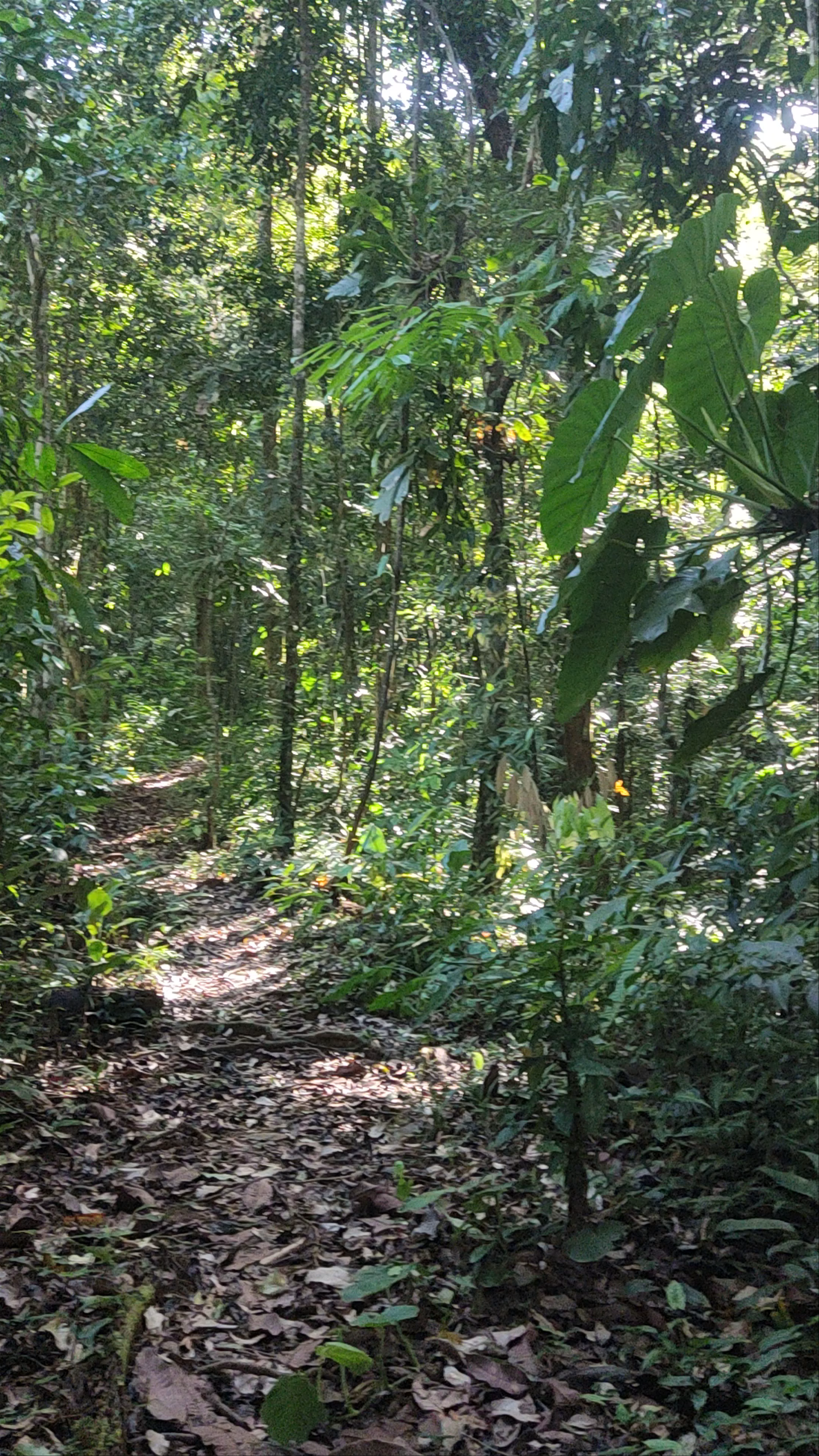 Teva Hotel & Jungle Reserve