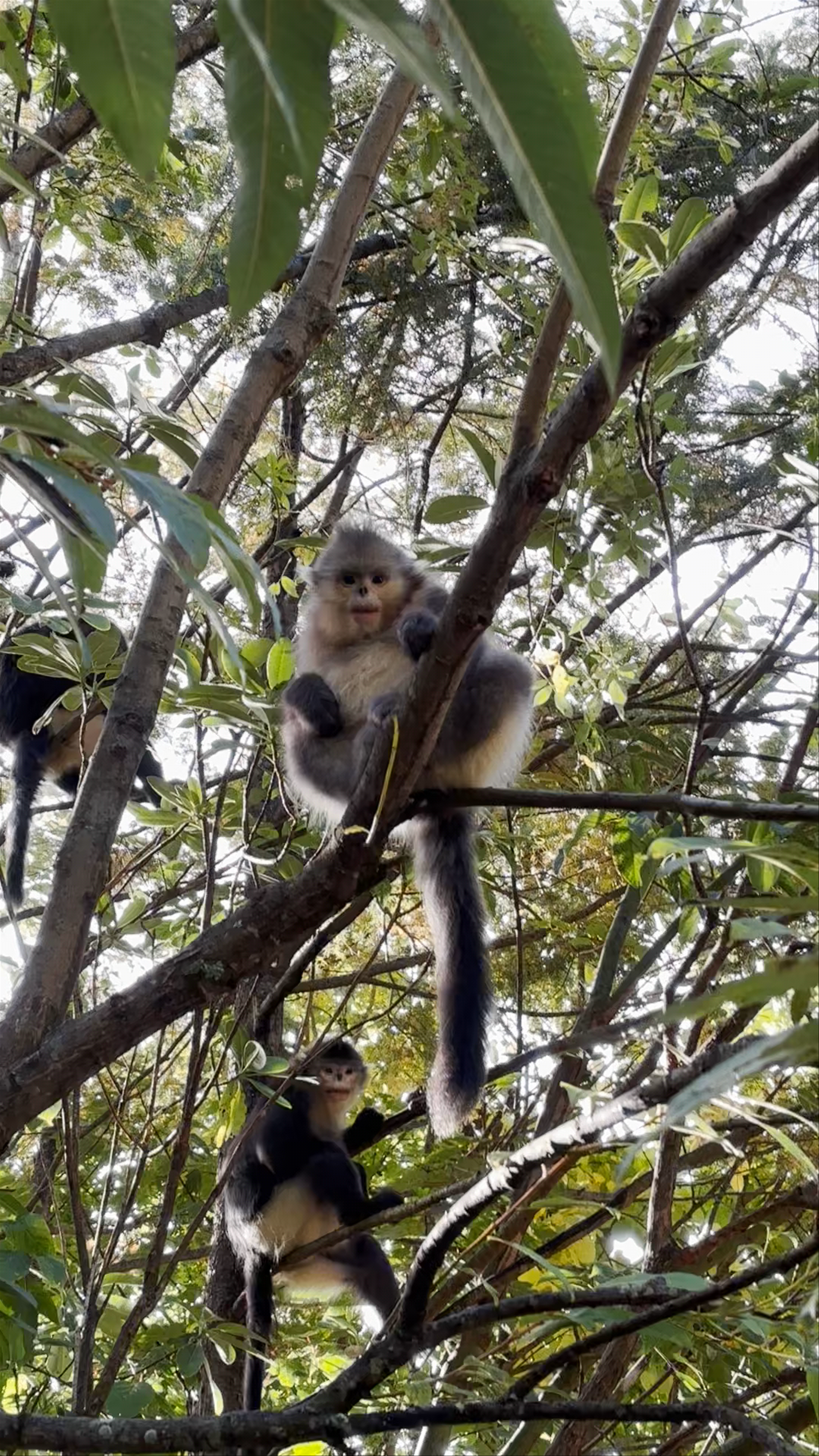 Yunnan Golden Monkey National Park