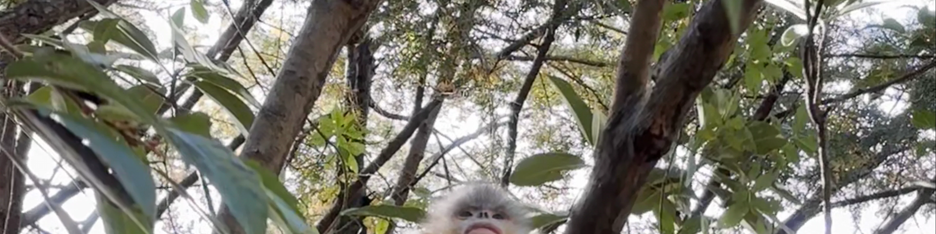 Yunnan Golden Monkey National Park