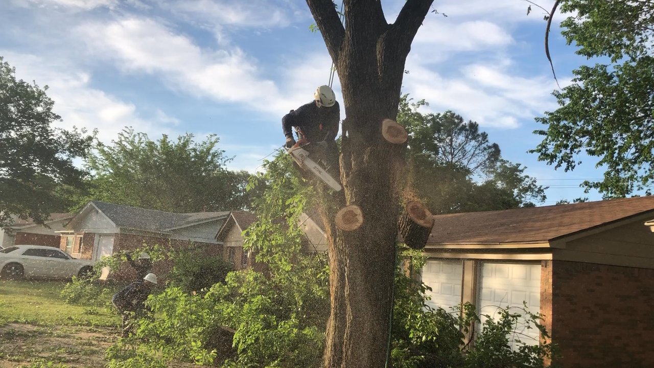 J&J Professional Tree Service - Tree Services Near Me