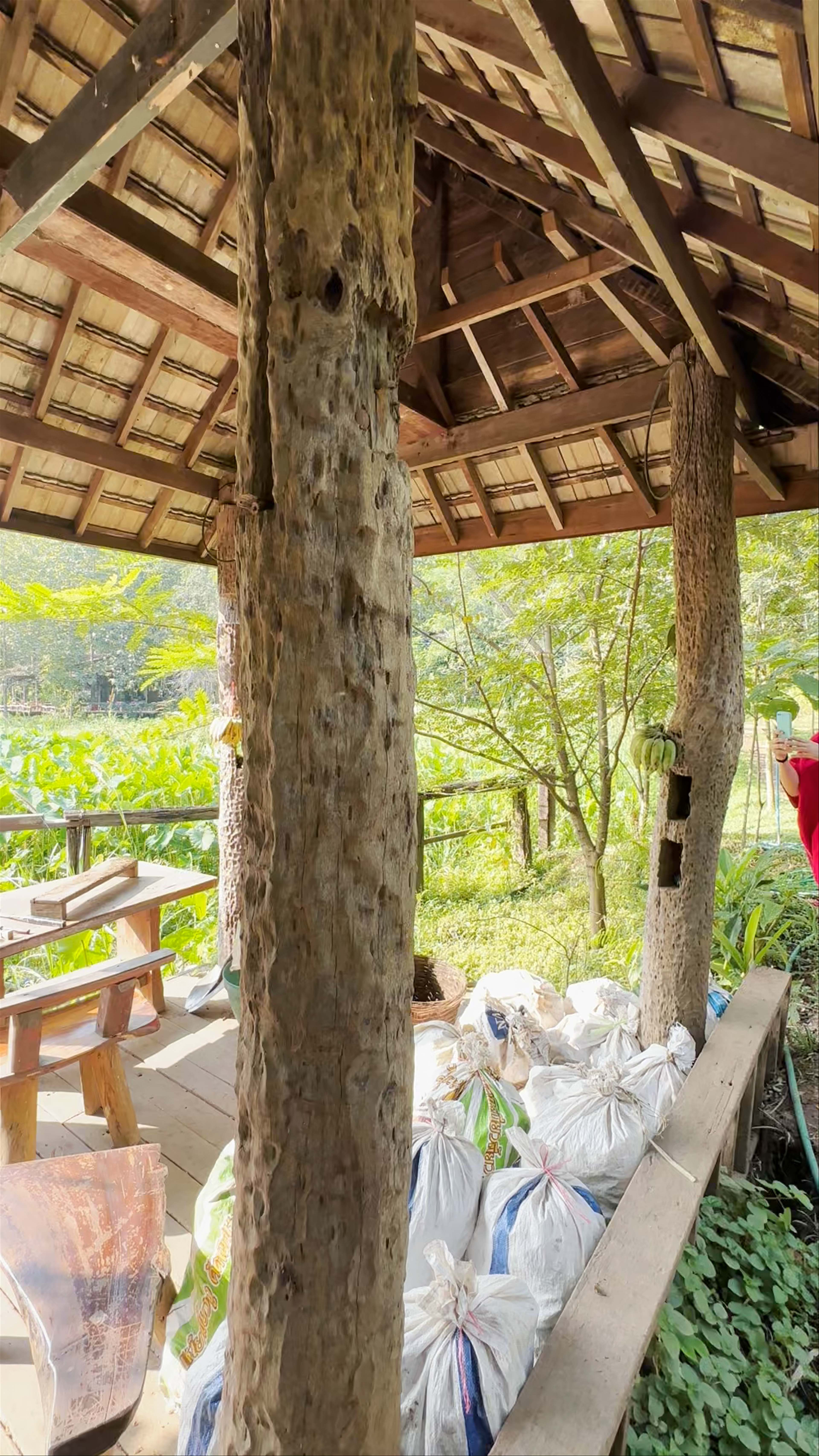 Elephant EcoValley: Close Encounters with Gentle Giants in Chiang Mai