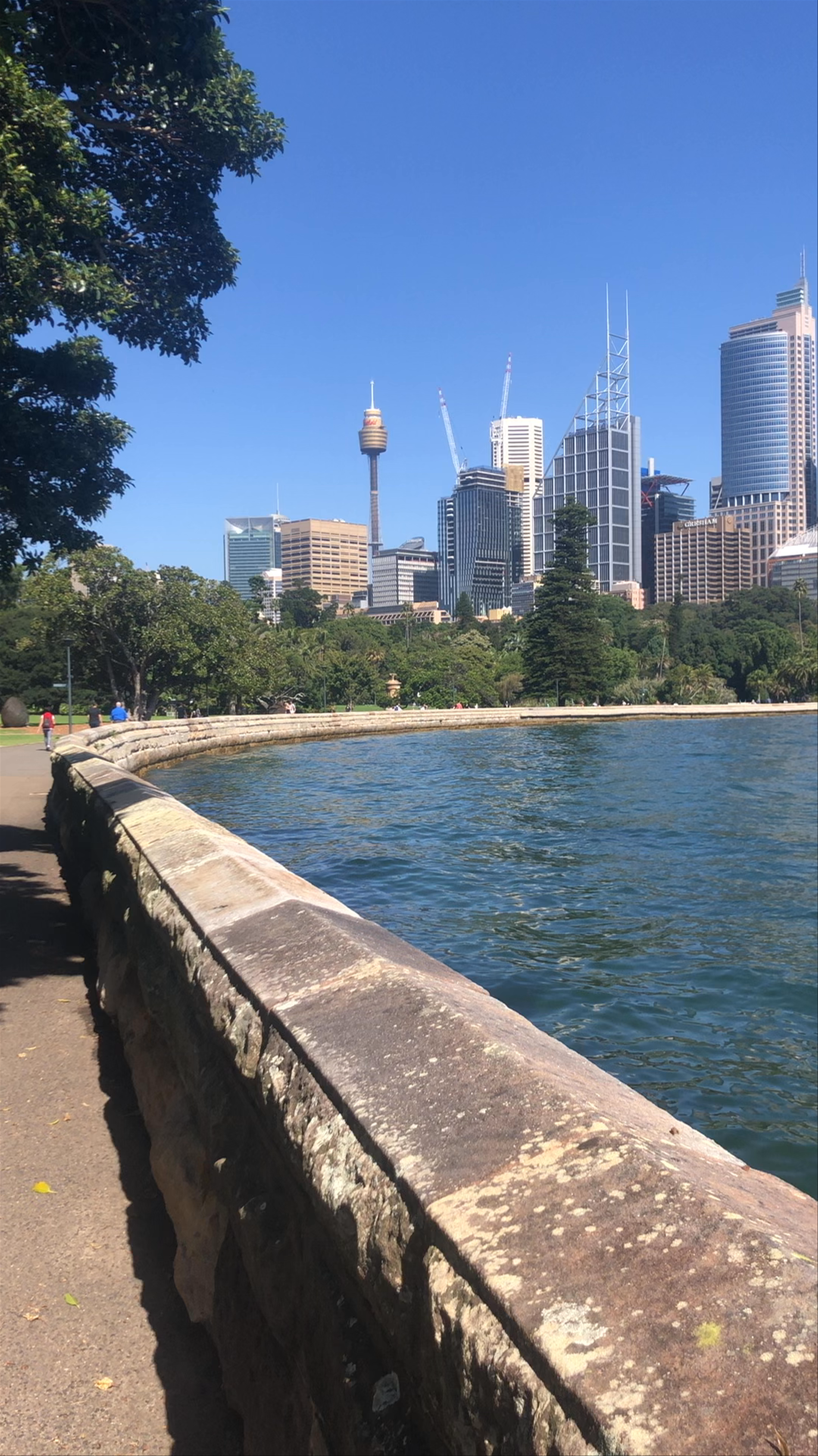 Sunlit Sydney Skyline and Harbour Views from Royal Botanic Gardens