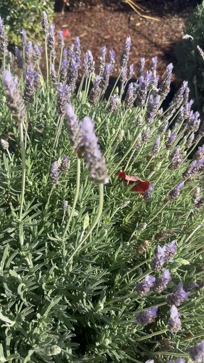Scheid Vineyards Tasting Room - Honey Bee doing her Job at the Vineyard - Wineries Near Me - Greenfield, California