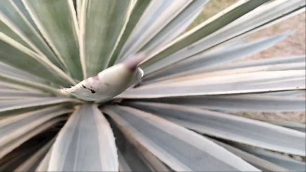 Photo of #TM2021 ST. MARY'S C