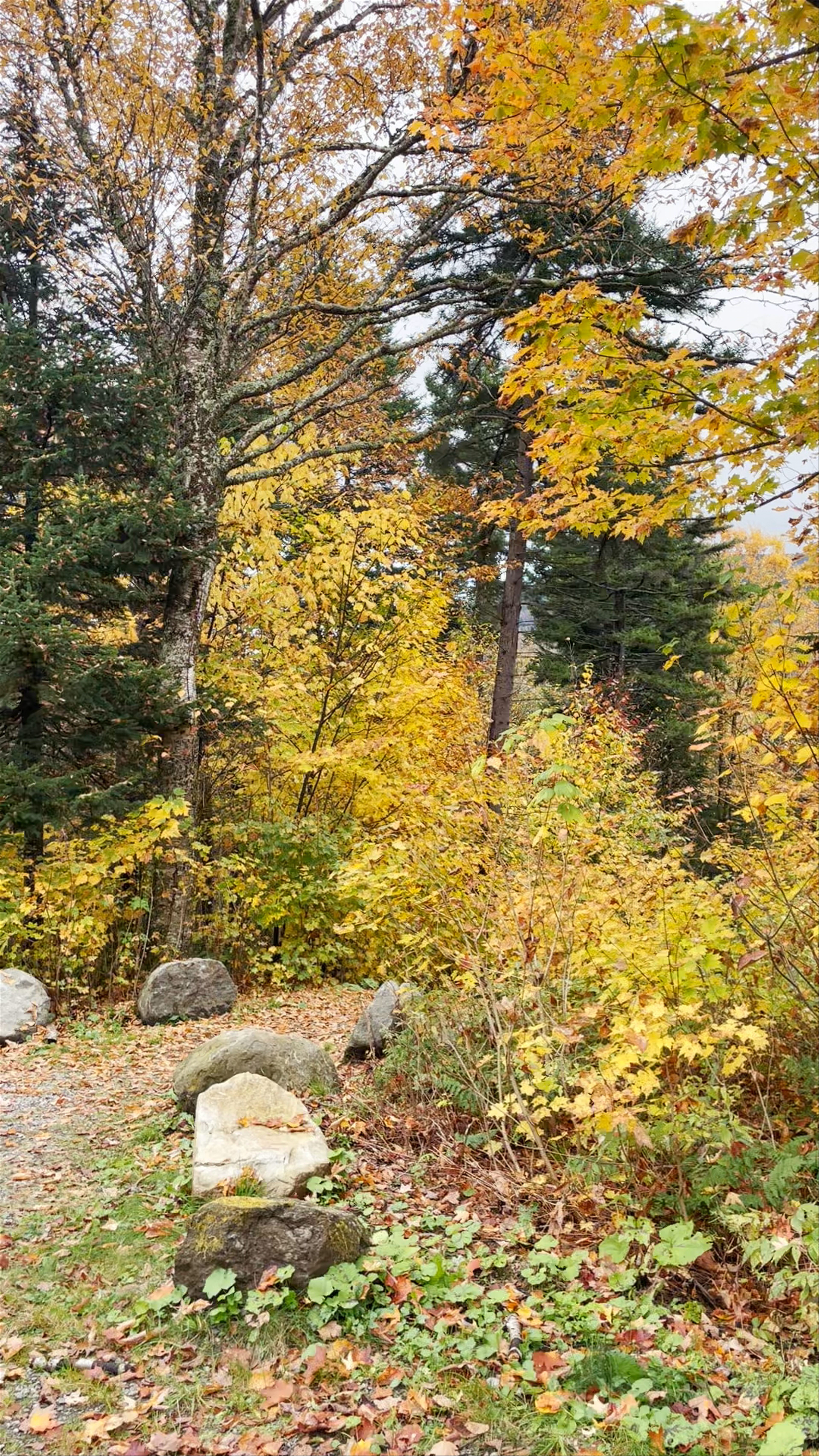 Passerelle de la Chute - Parc national du Mont-Mégantic