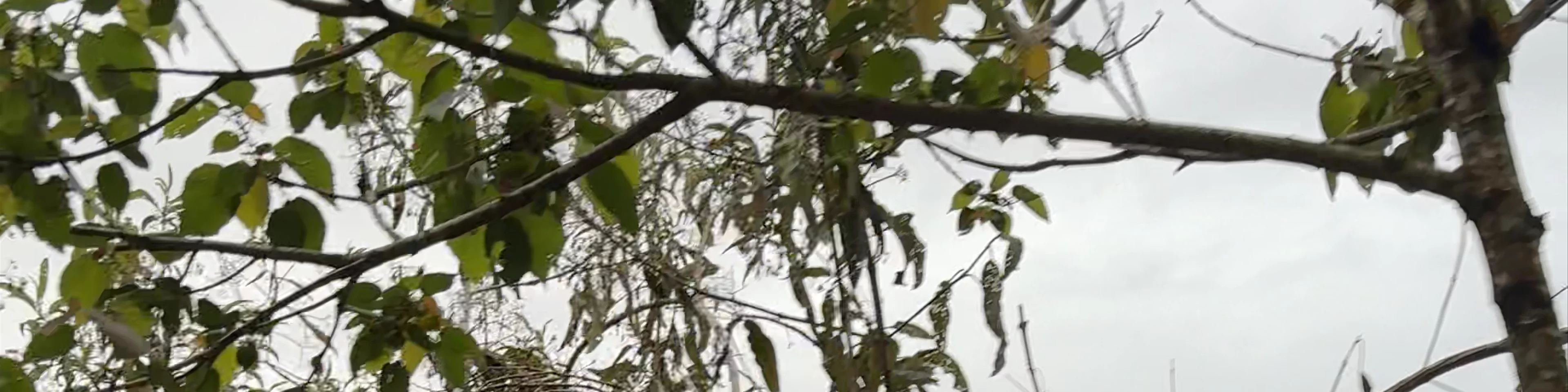 Phutuq K'usi