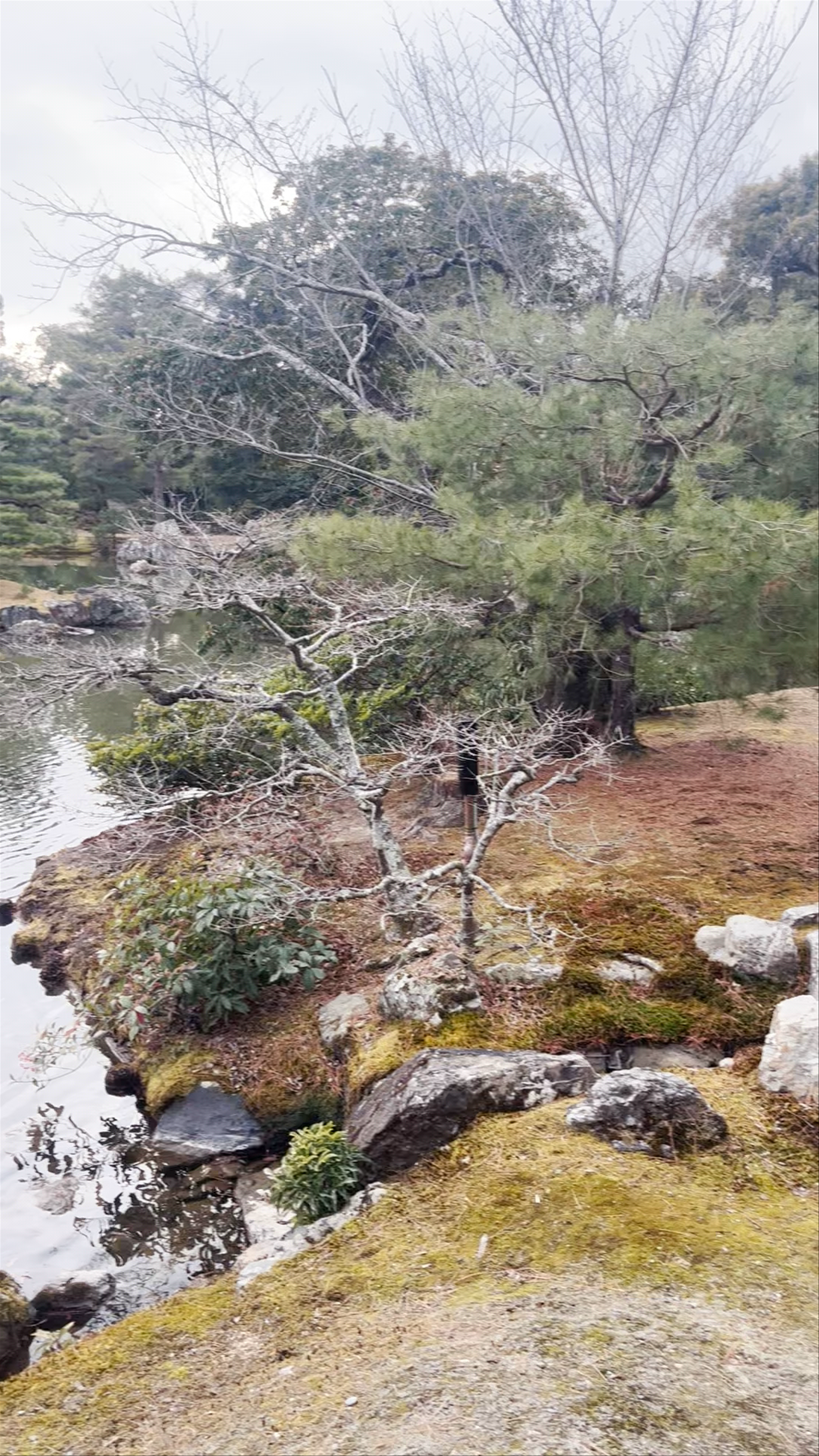 Golden Pavilion (Kinkaku-ji): Serene Winter Views in Kyoto