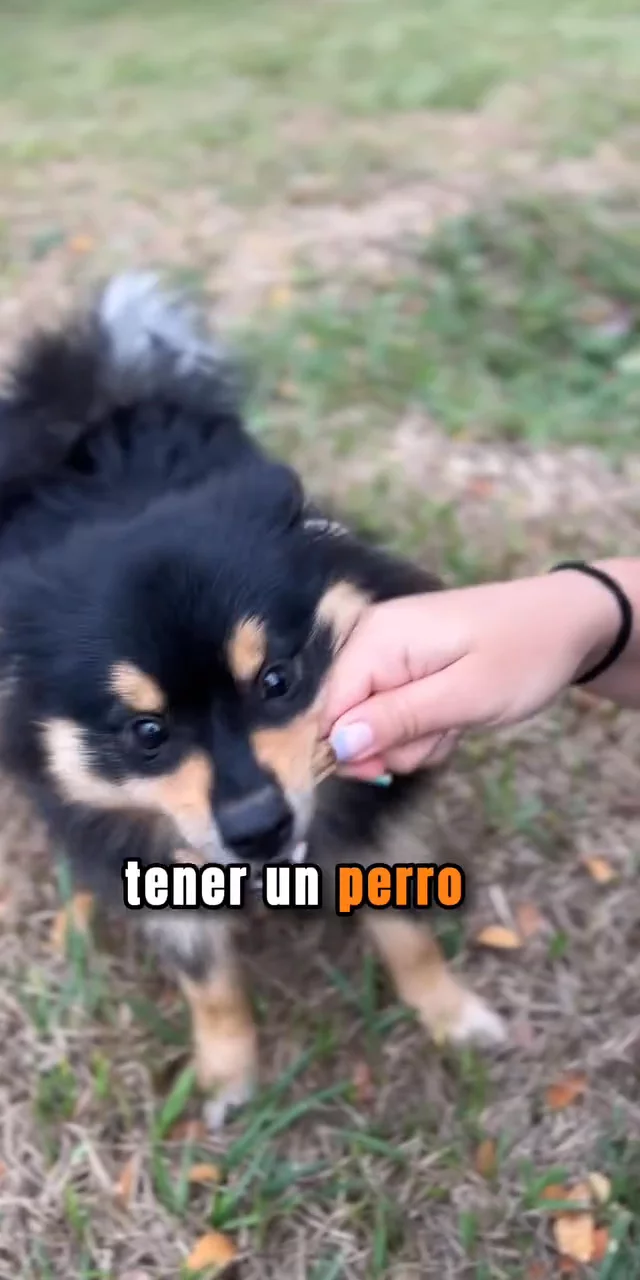 Contenido del creador