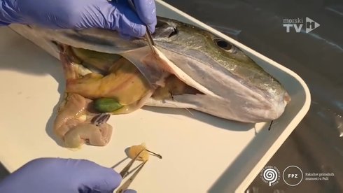 Znanstvenici nakon seciranja potvrdili: Riba ulovljena u Istri svojim otrovom može ubiti 30 ljudi!