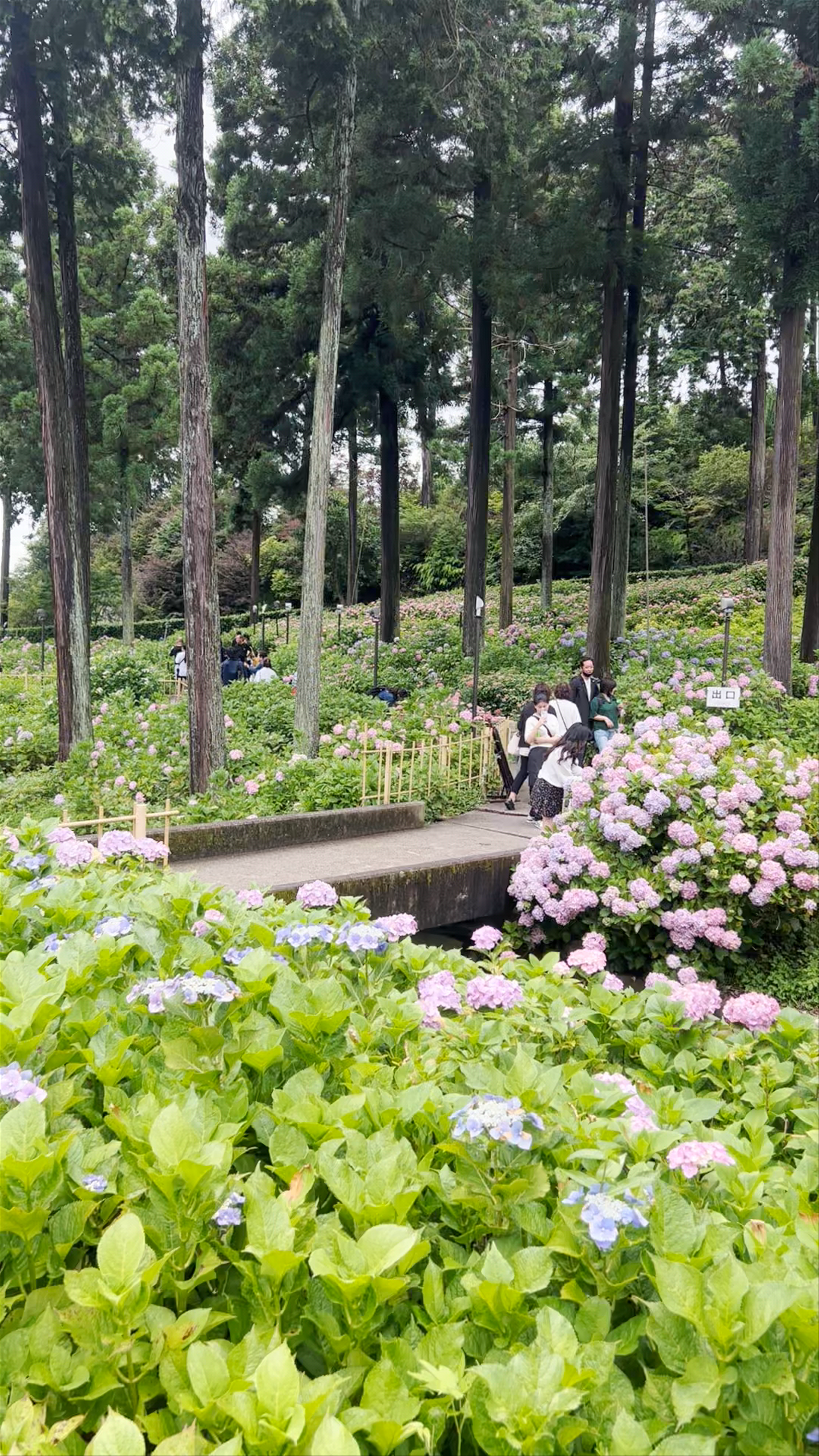 Hydrangea Garden at Mimurotoji Temple in Uji, Kyoto