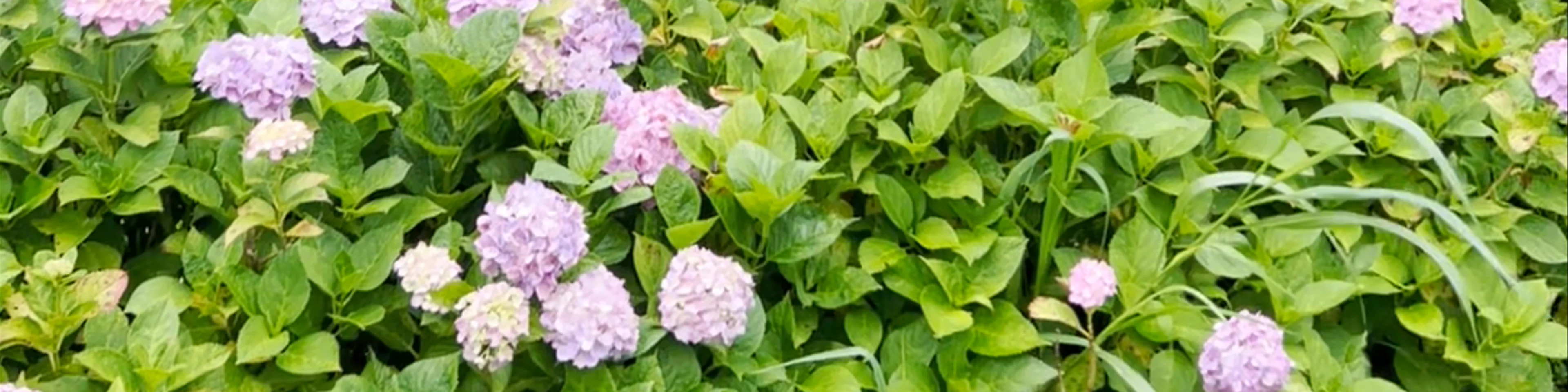 Hydrangea Garden of Mimurotoji Temple