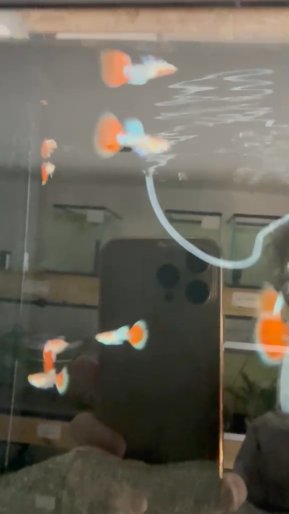 Topaz pairs guppies